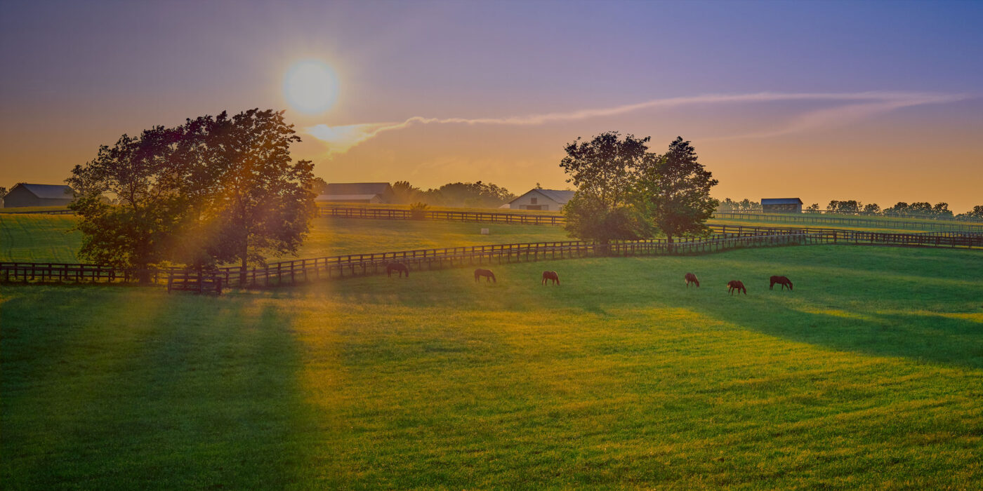 Horses grazing on a green pasture