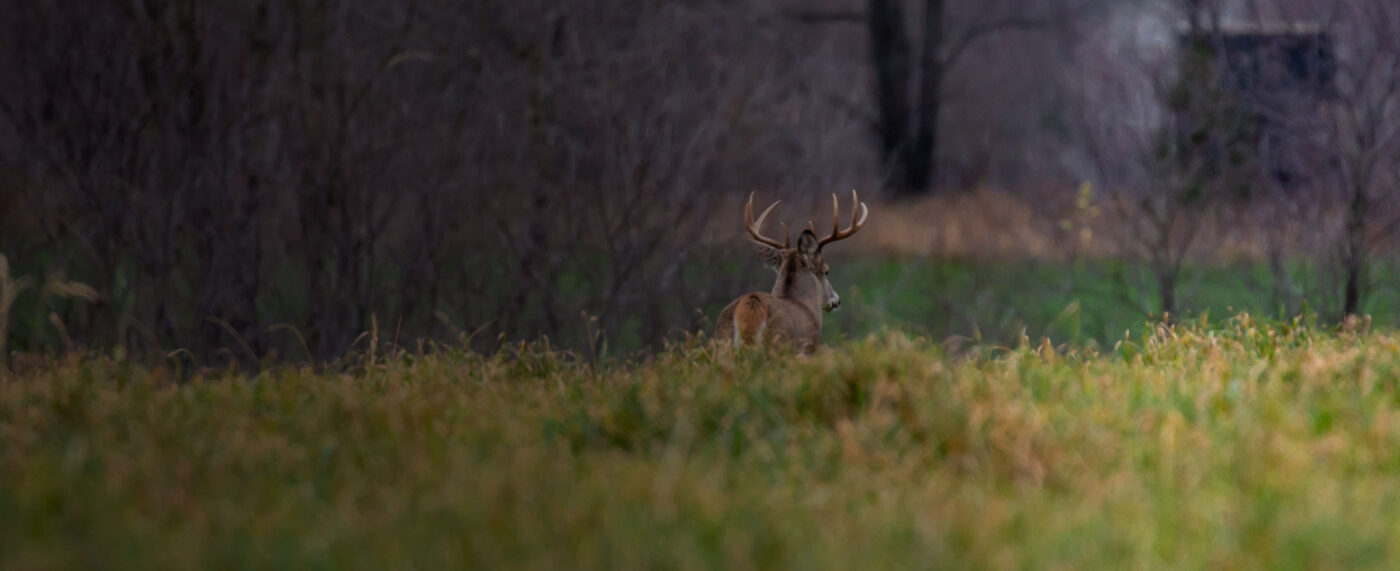 Whitetail buck standing in a green food plot